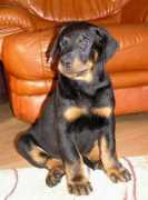 beauceron-blackgorge.info Frimas