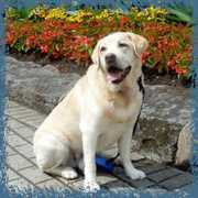 smilingblueskies.com Frisket