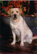 shadesi.com Frisket
