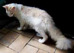 frissoncats.com Frisson