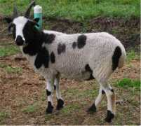 schafewaldsheepfarm.com Frita