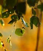 frive.blogg.no Frive