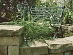fernnursery.co.uk Frizel