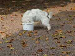 petitbasset.de Frizzie