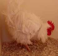 poultrymad.co.uk Frizzle
