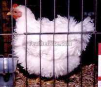 feathersite.com Frizzle