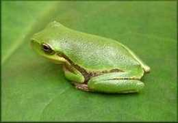 Froggs