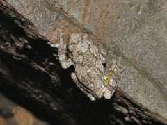 maverickgrotto.org Frogin