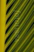 Frond