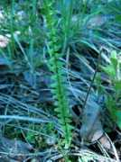 Frond