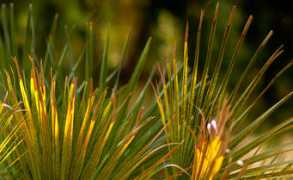 Frond