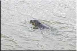 sealsanctuary.co.uk Fronzie