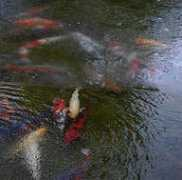 pond-creation.com Froozen