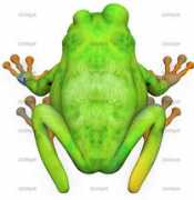 Frosch