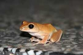 Frosk