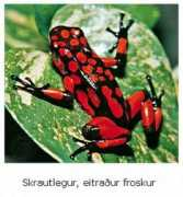visindavefur.is Froska