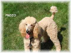 wildrosestandards.com Frozie