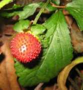 forum.planten.de Frucht