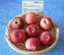 bund-lemgo.de Frucht