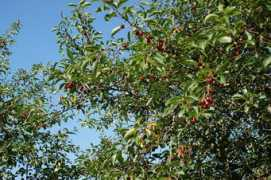 Fructos