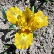 gladiolus.lv Frugal
