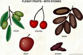 infovisual.info Fruits
