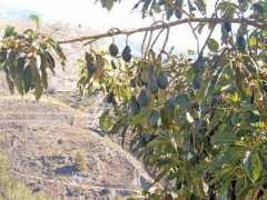 adurcal.com Frutas