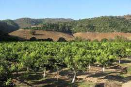 emol.com Fruticultura