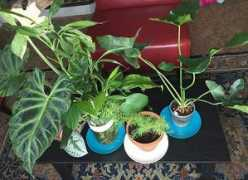 plantgasm.com Fugees