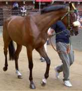 ilpalio.org Fujan