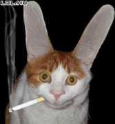 Fulem