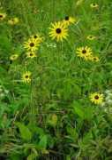 missouriplants.com Fulgida