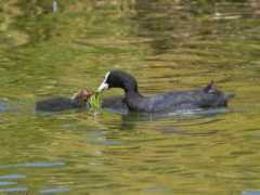 surfbirds.com Fulica