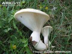 arkive.org Funcia