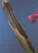 ionopsis.com Fungal