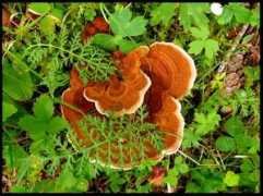 panoramio.com Funghi