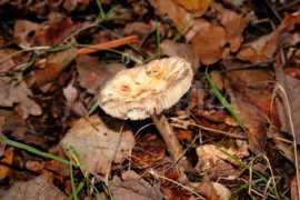 Fungi