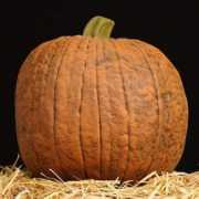 masterpiecepumpkins.com Funkin
