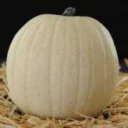 masterpiecepumpkins.com Funkin