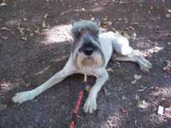 schnauzer-help.ru Funtik