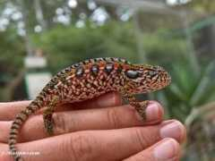 Furcifer