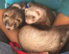 inseparabile.com Furetti