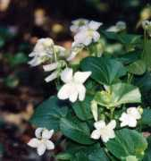 stewartia.net Furex
