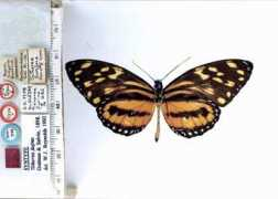 butterfliesofamerica.com Furina