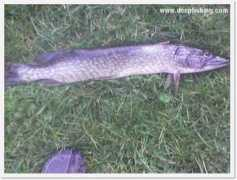 deepfishing.com Furkan