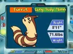 Furret