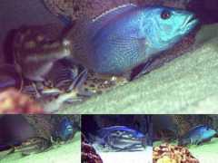 cichlids.com Fusci