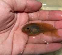 Fuscus