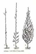 Fuseau