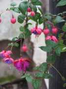 yellowdogbeads.com Fushia